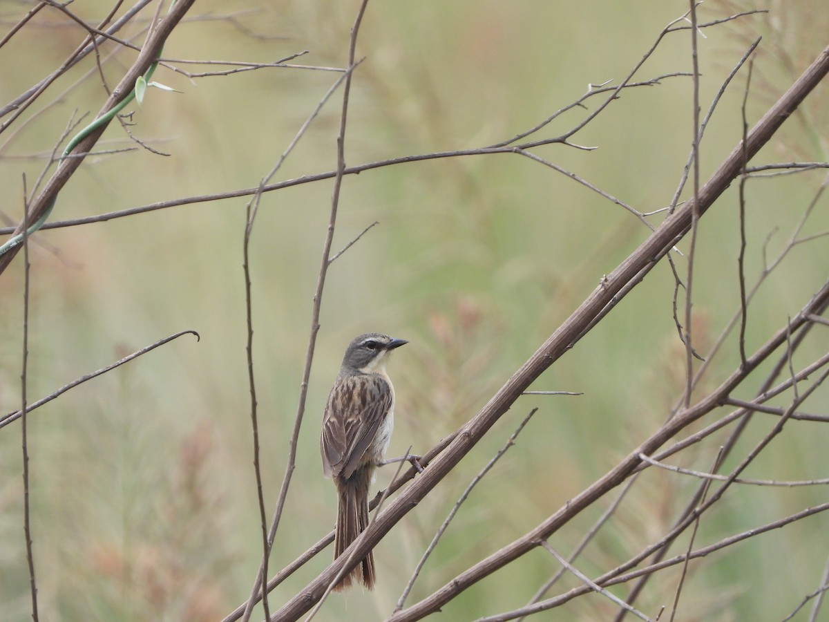 Long-tailed Reed Finch - Haydee Huwel