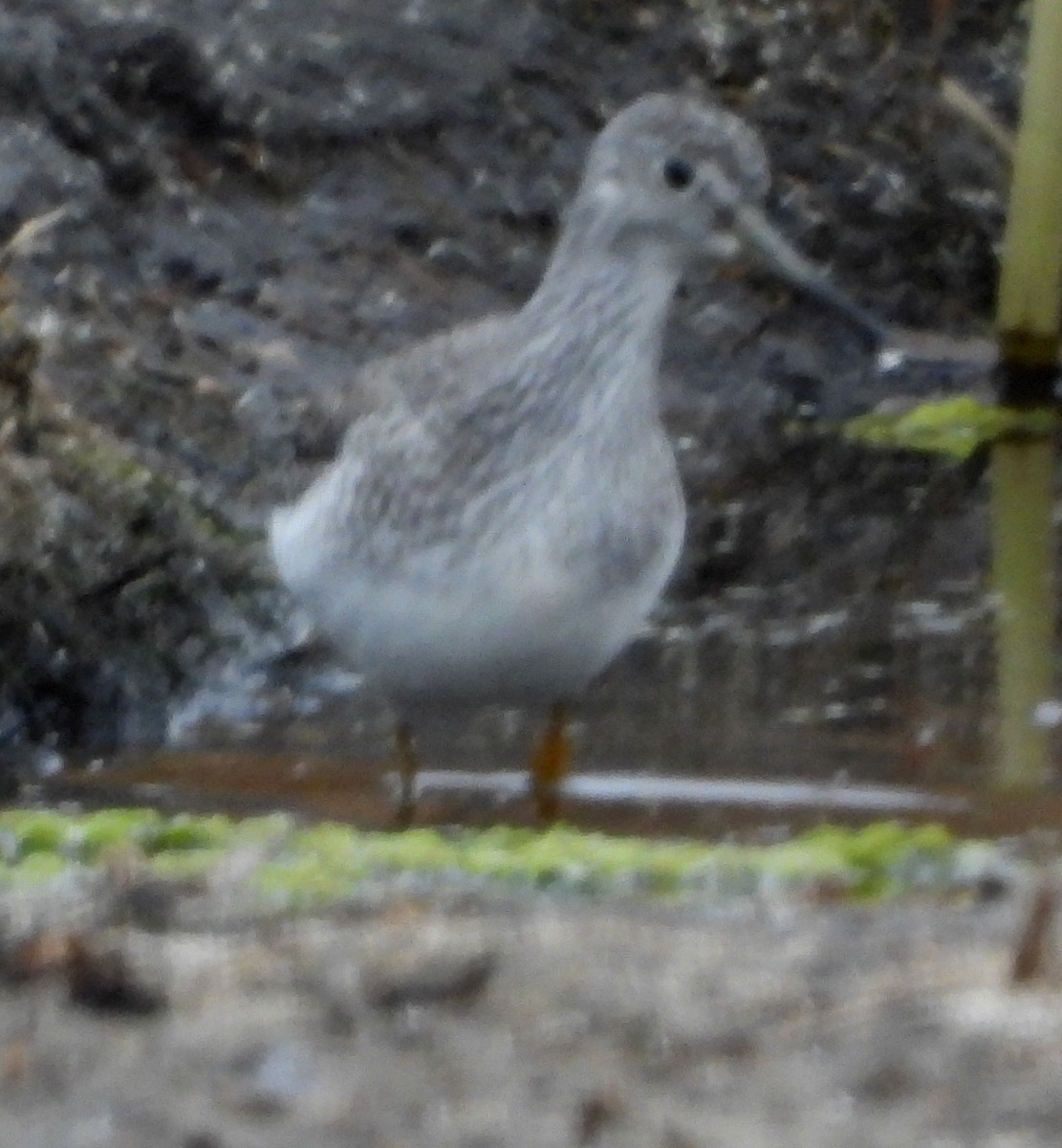 Greater Yellowlegs - ML611593814