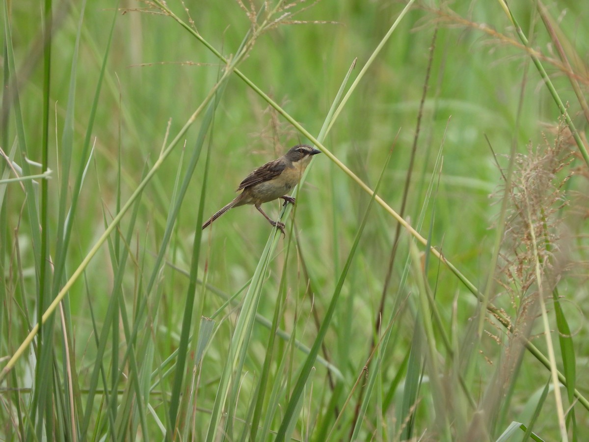 Long-tailed Reed Finch - Haydee Huwel