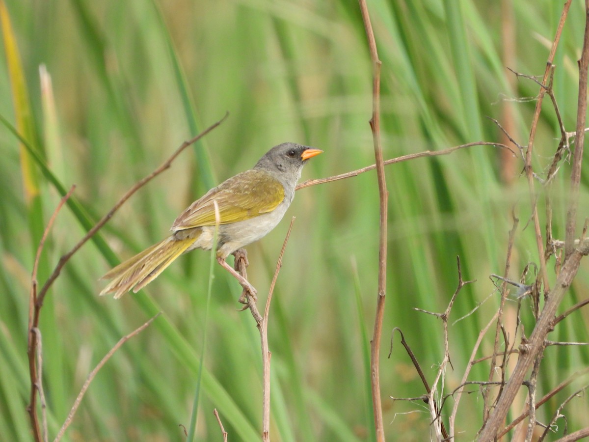 Great Pampa-Finch - Haydee Huwel