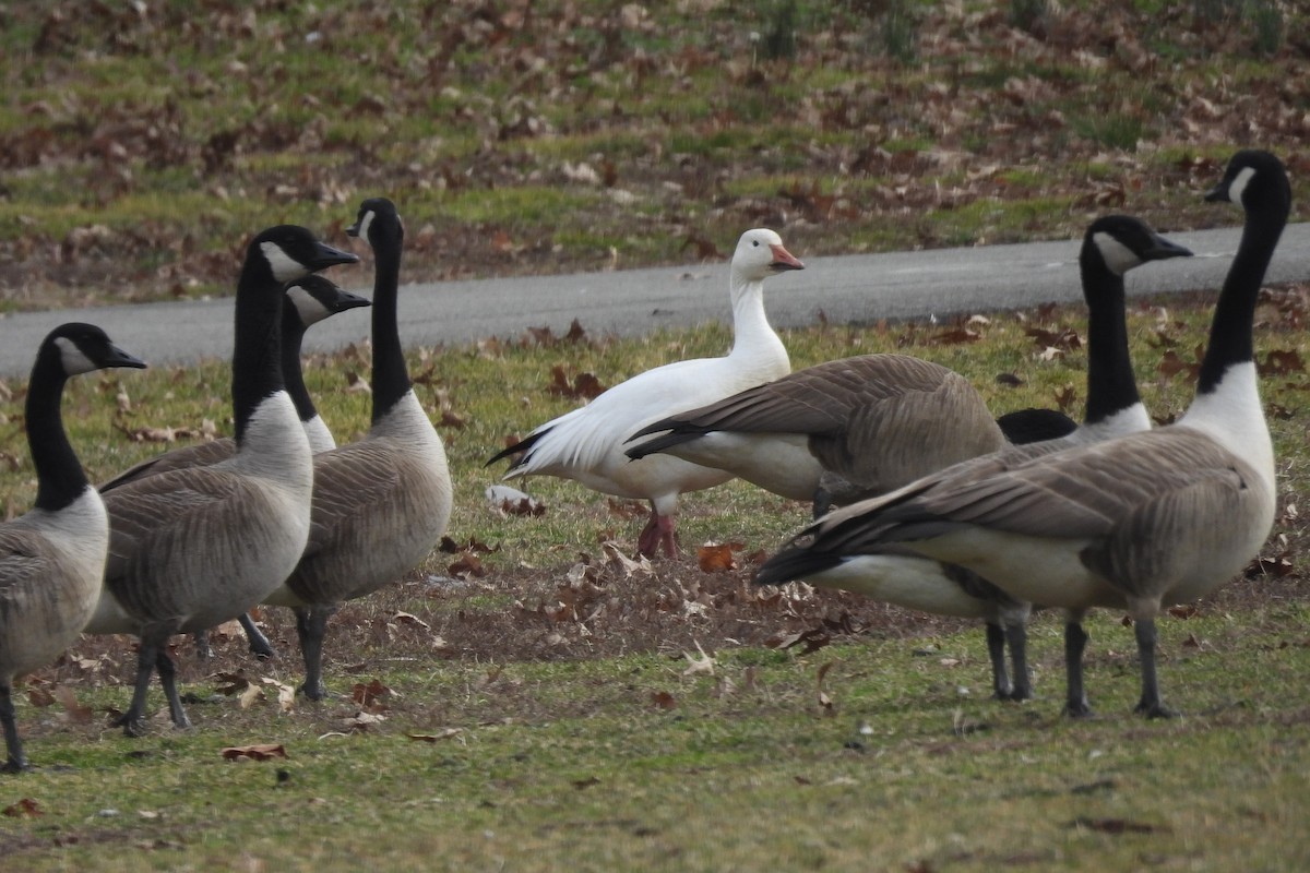 Snow Goose - ML611593853