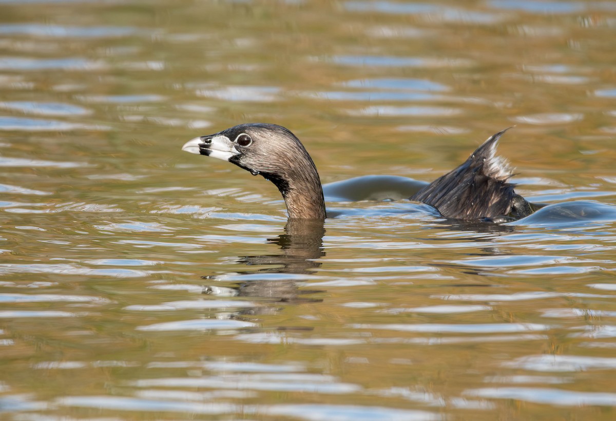 Pied-billed Grebe - ML611593873