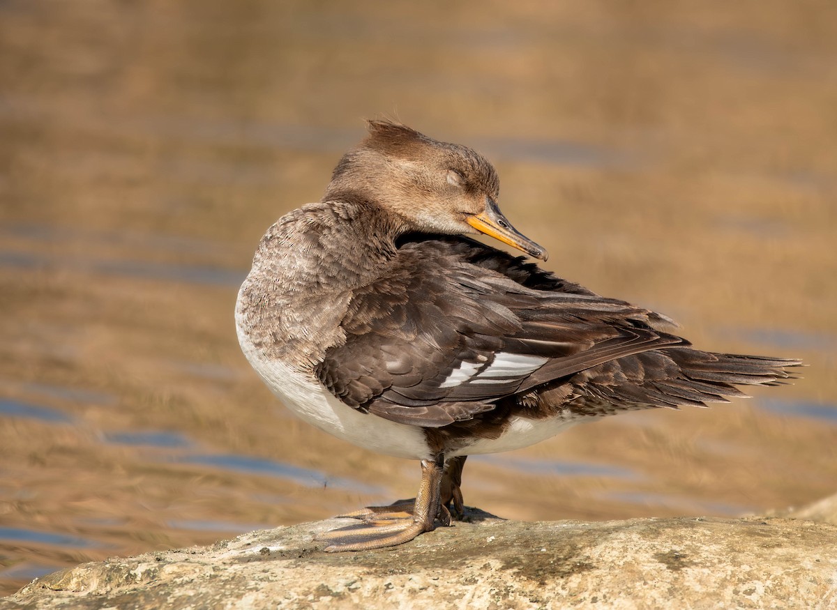 Hooded Merganser - ML611593877