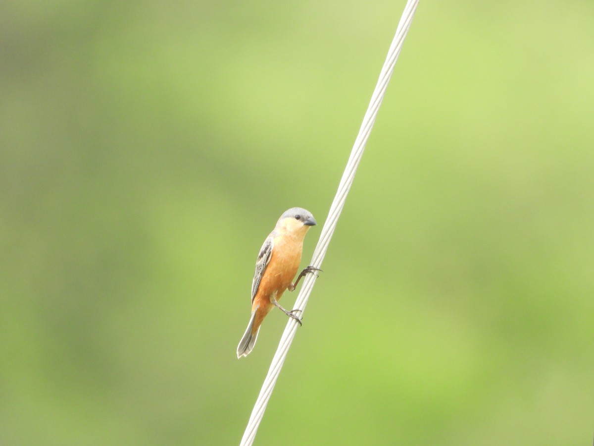 Tawny-bellied Seedeater - Haydee Huwel