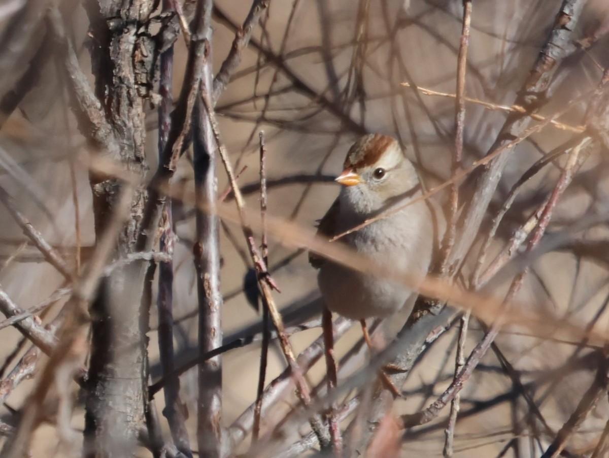 White-crowned Sparrow - ML611593882