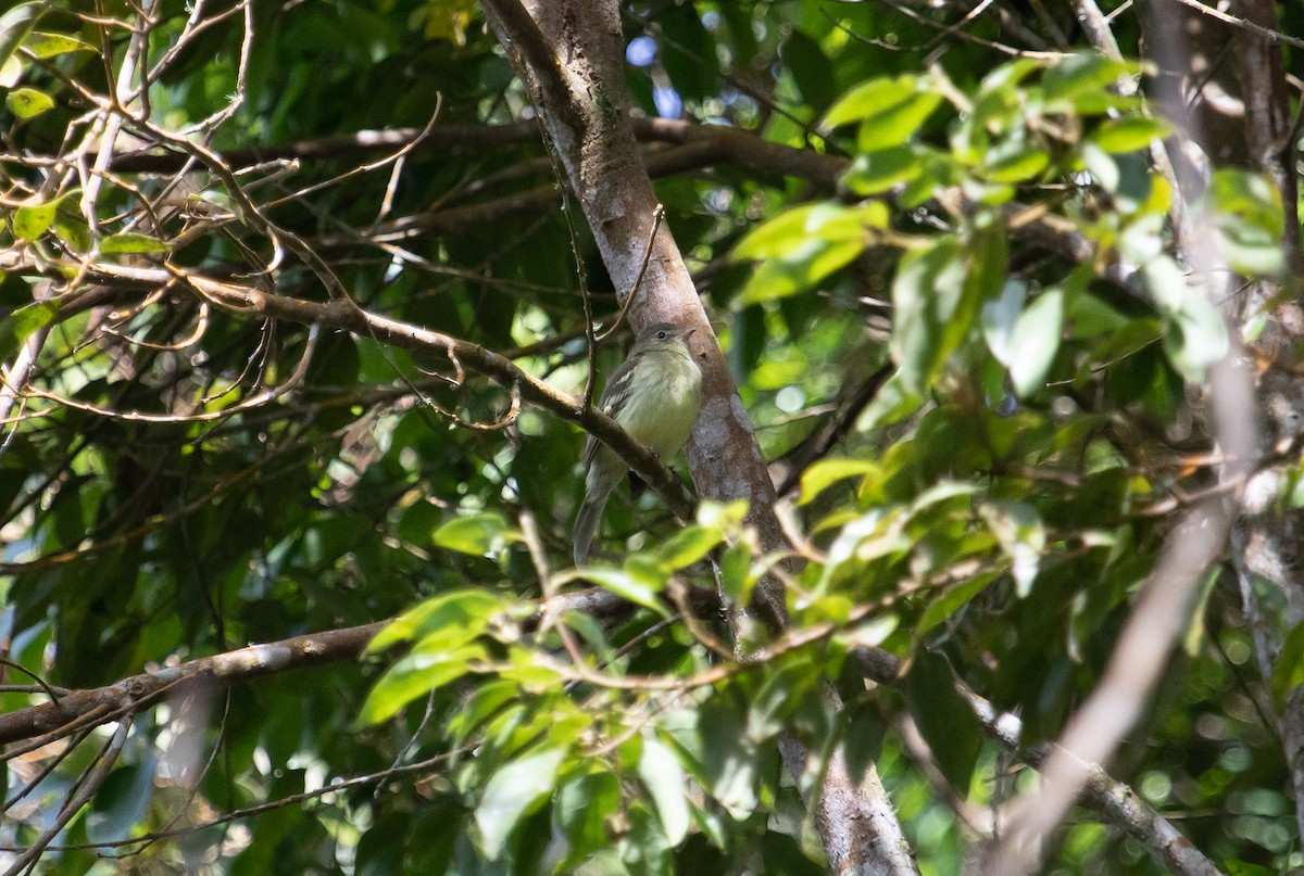 Greater Antillean Elaenia (Jamaican) - ML611593891