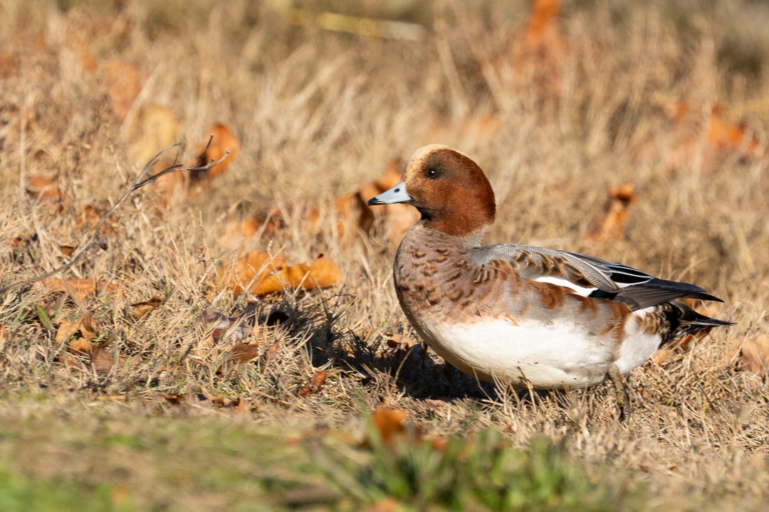 Eurasian Wigeon - ML611593892