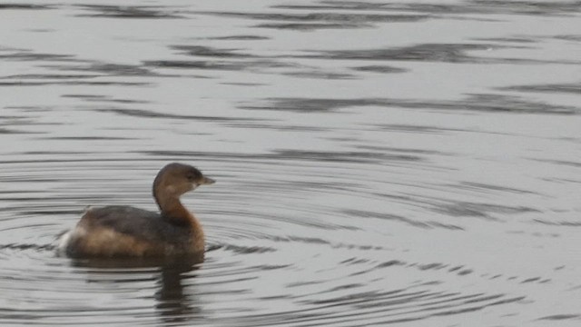 Pied-billed Grebe - ML611593930