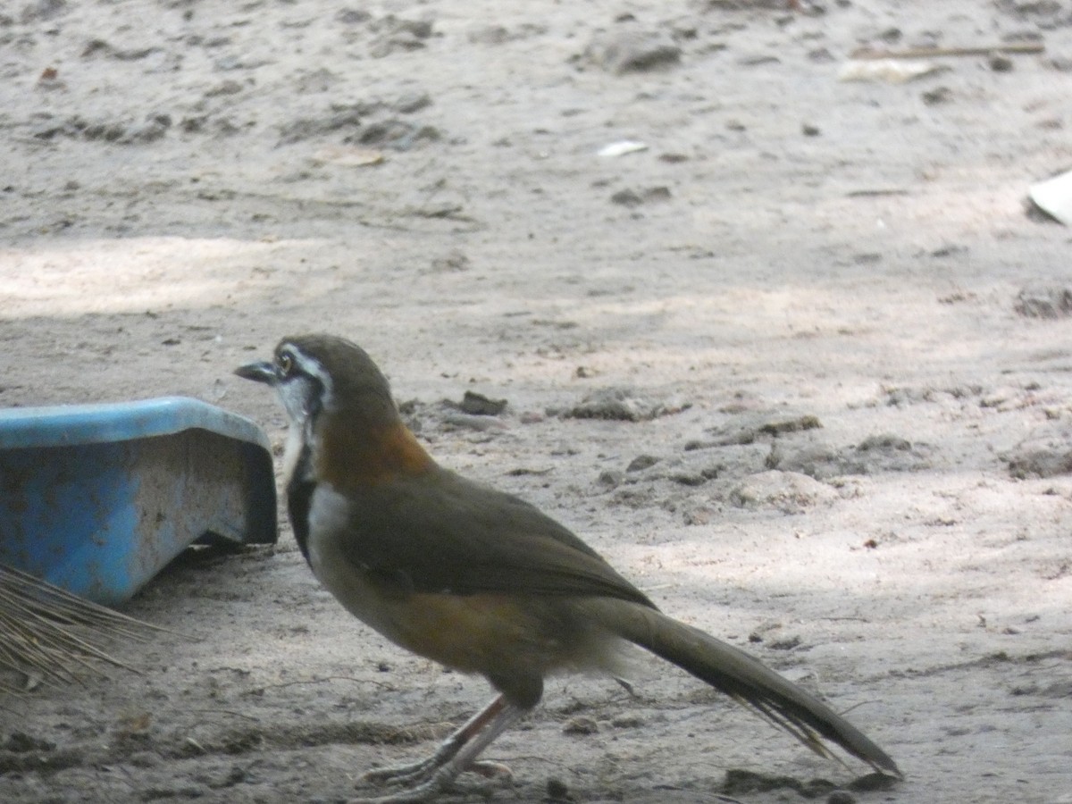 Lesser Necklaced Laughingthrush - ML611593971