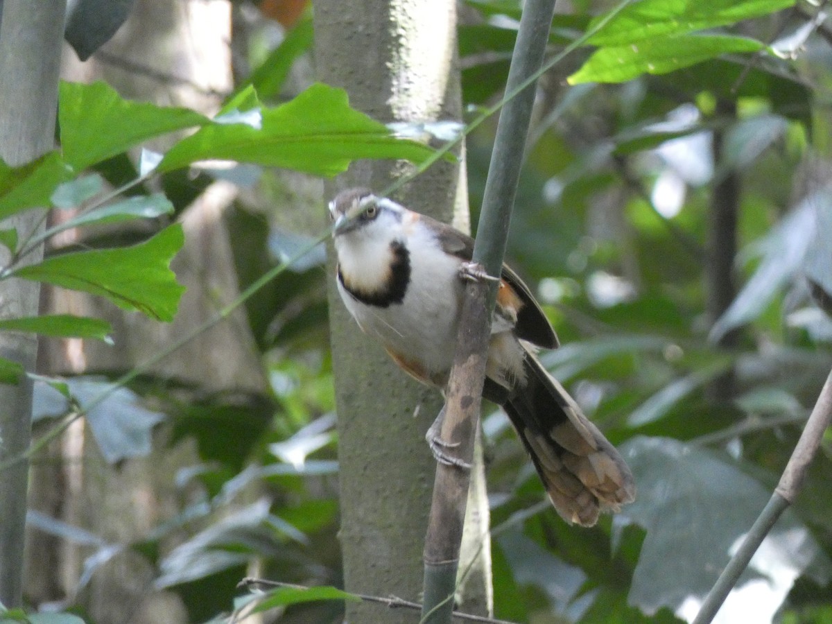 Lesser Necklaced Laughingthrush - ML611593972