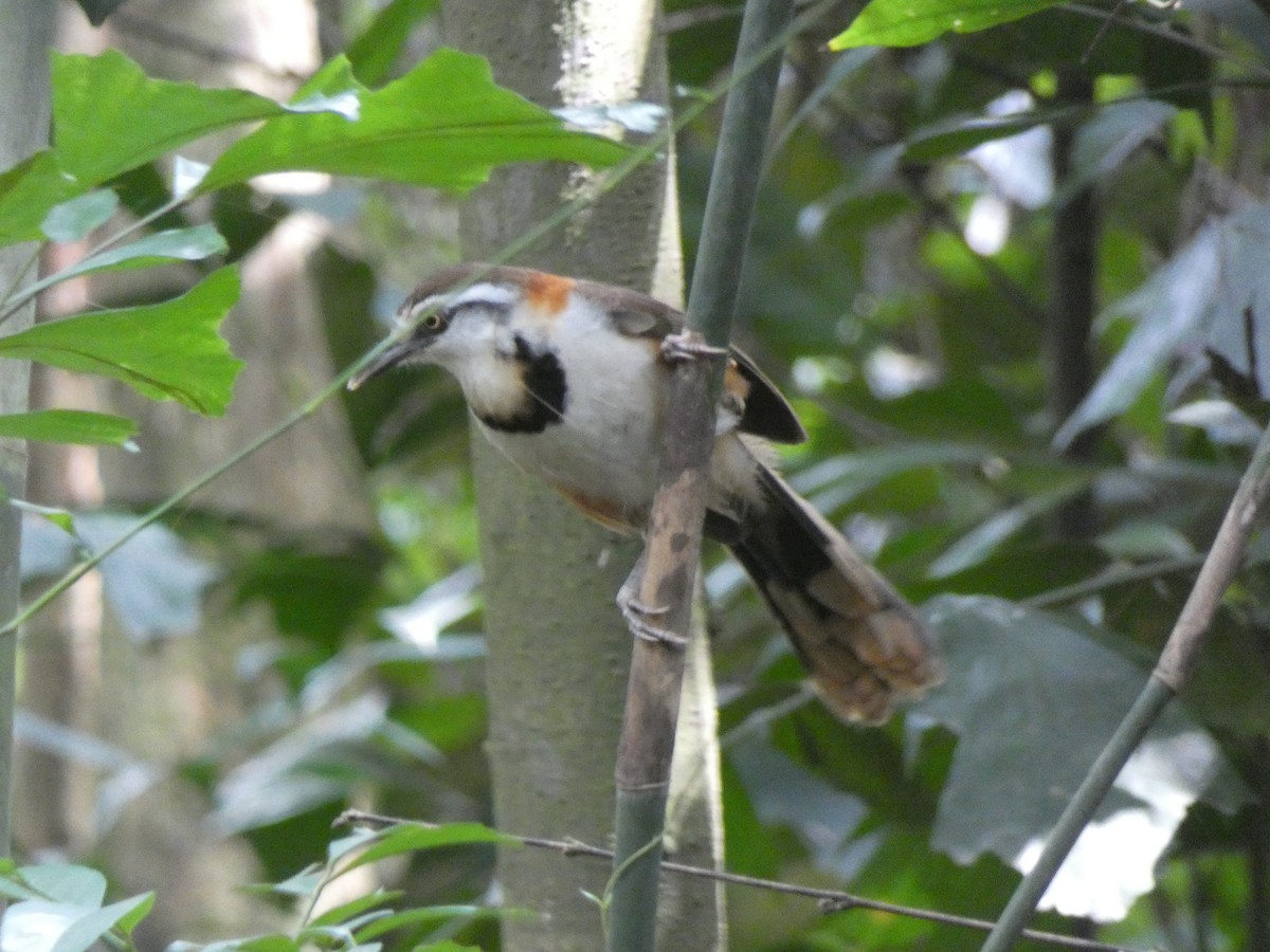 Lesser Necklaced Laughingthrush - ML611593973