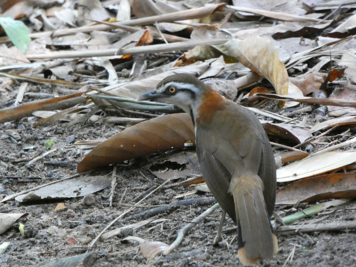 Lesser Necklaced Laughingthrush - ML611593974