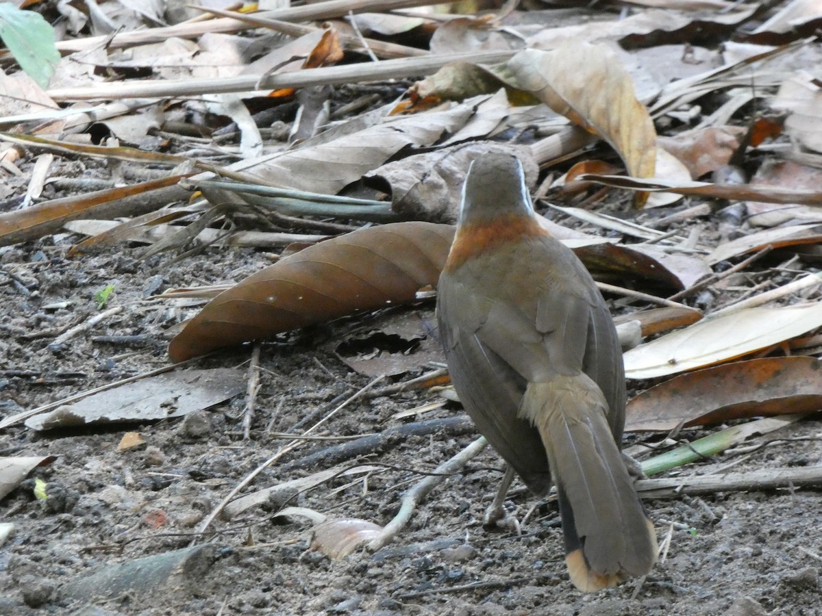 Lesser Necklaced Laughingthrush - ML611593975