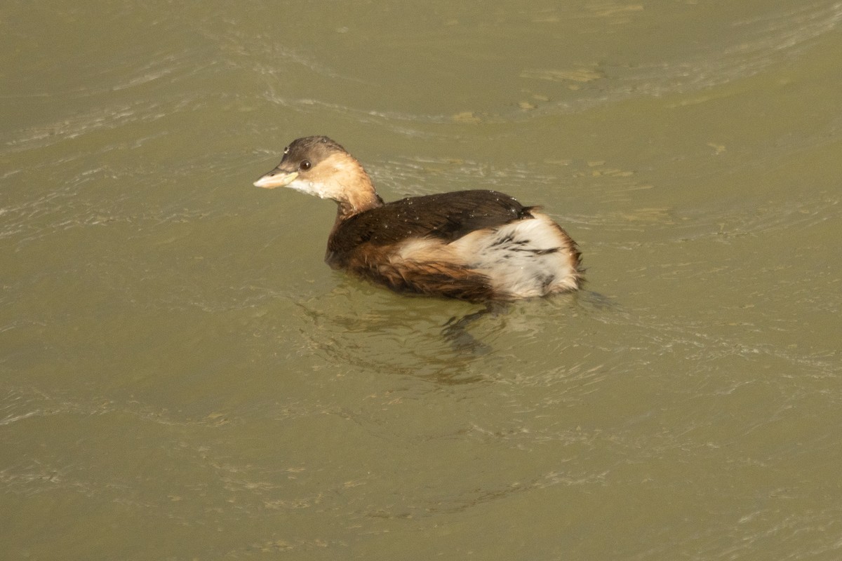 Little Grebe - ML611593978