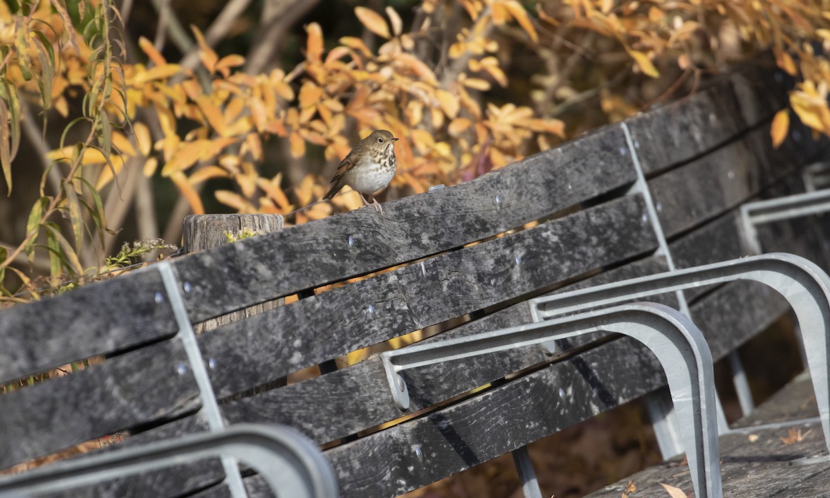 Hermit Thrush - Heather Wolf