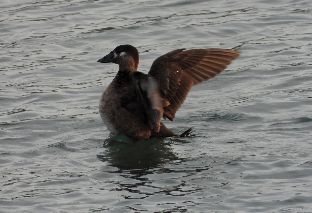 Surf Scoter - Jon Iratzagorria Garay