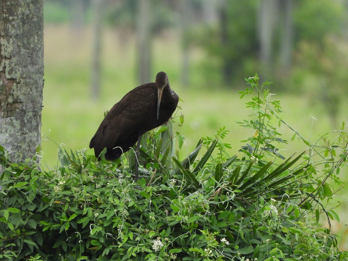 Limpkin - Haydee Huwel