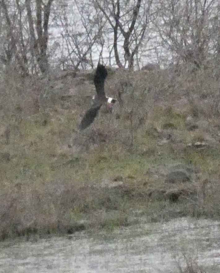 Northern Lapwing - ML611594042