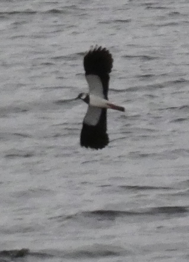 Northern Lapwing - ML611594067