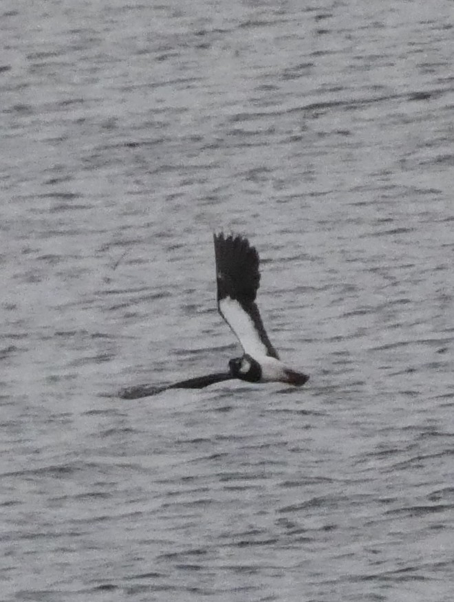 Northern Lapwing - ML611594148