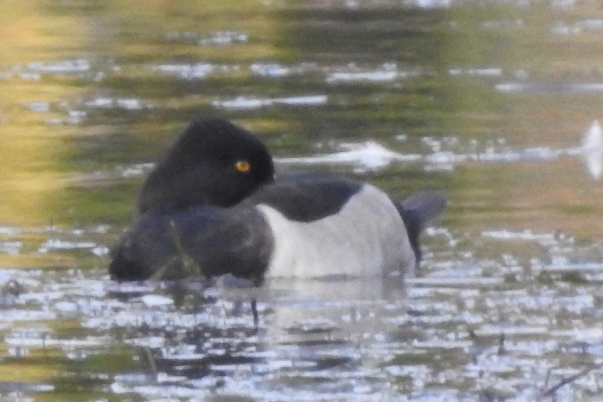 Ring-necked Duck - ML611594162