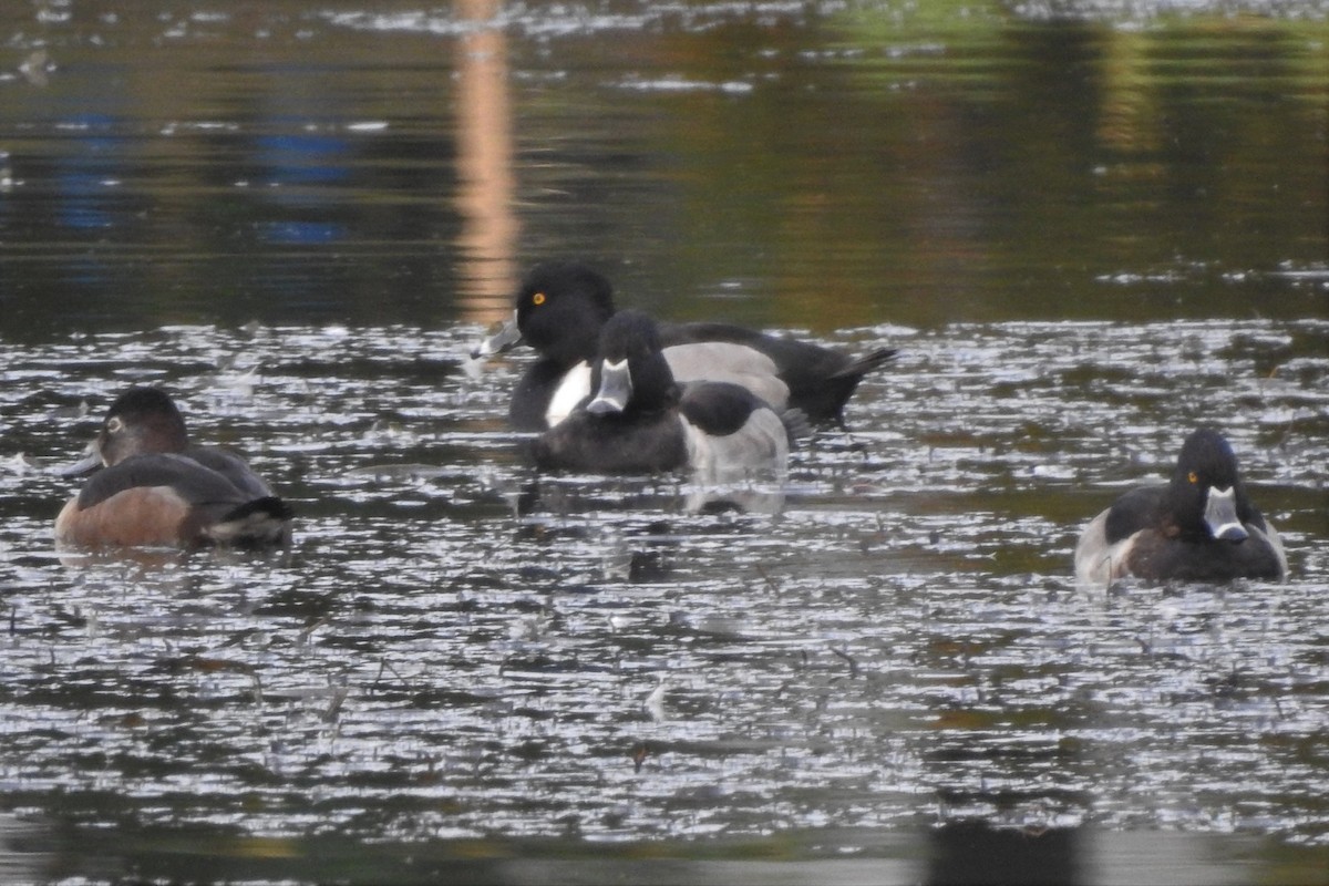 Ring-necked Duck - ML611594163