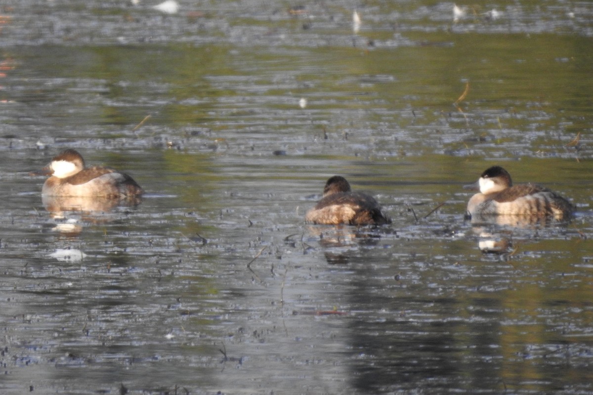 Ring-necked Duck - ML611594164