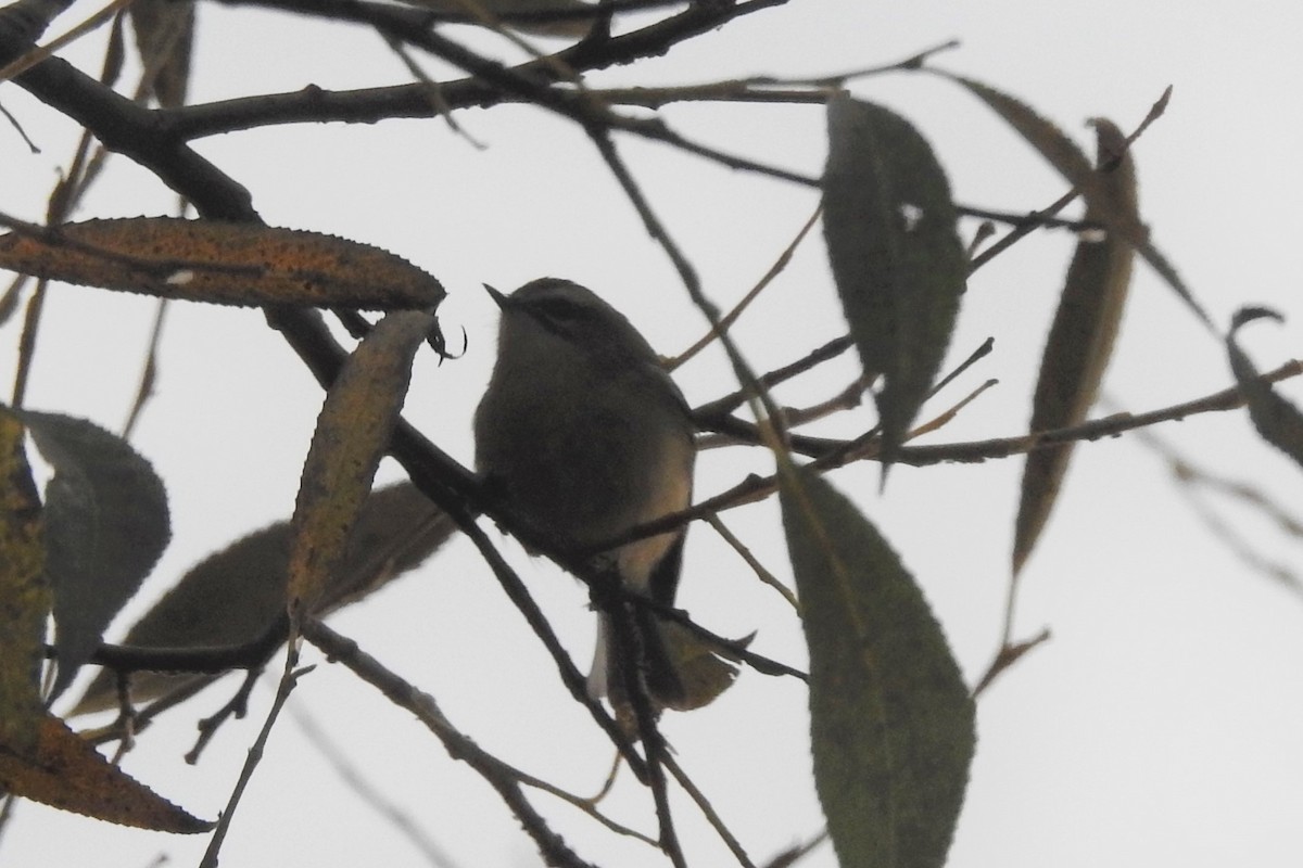 Golden-crowned Kinglet - ML611594184