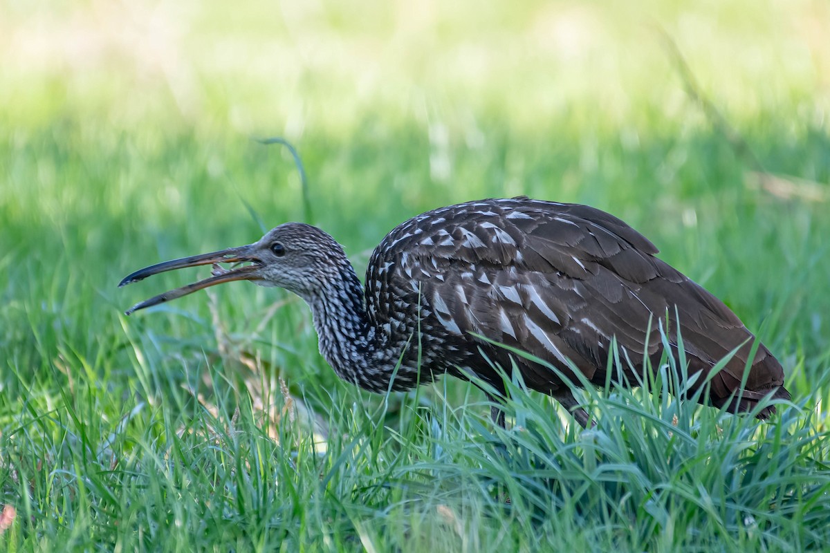 Limpkin - George Roussey