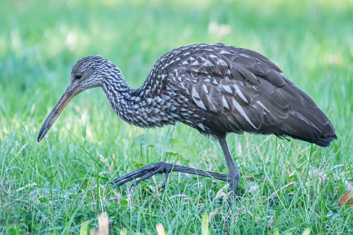 Limpkin - George Roussey