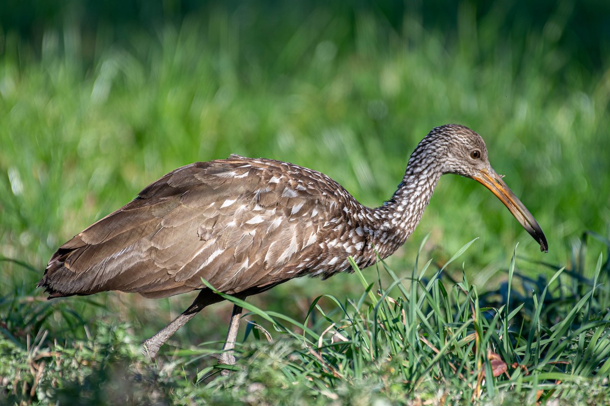 Limpkin - George Roussey