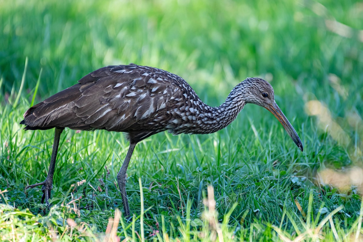 Limpkin - George Roussey