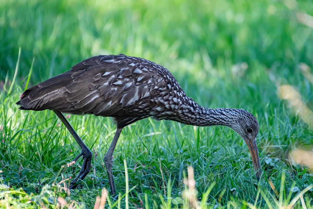 Limpkin - George Roussey