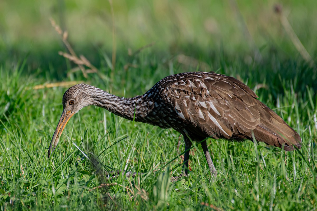 Limpkin - George Roussey