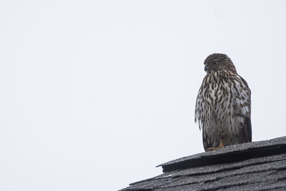 Cooper's Hawk - ML611594364