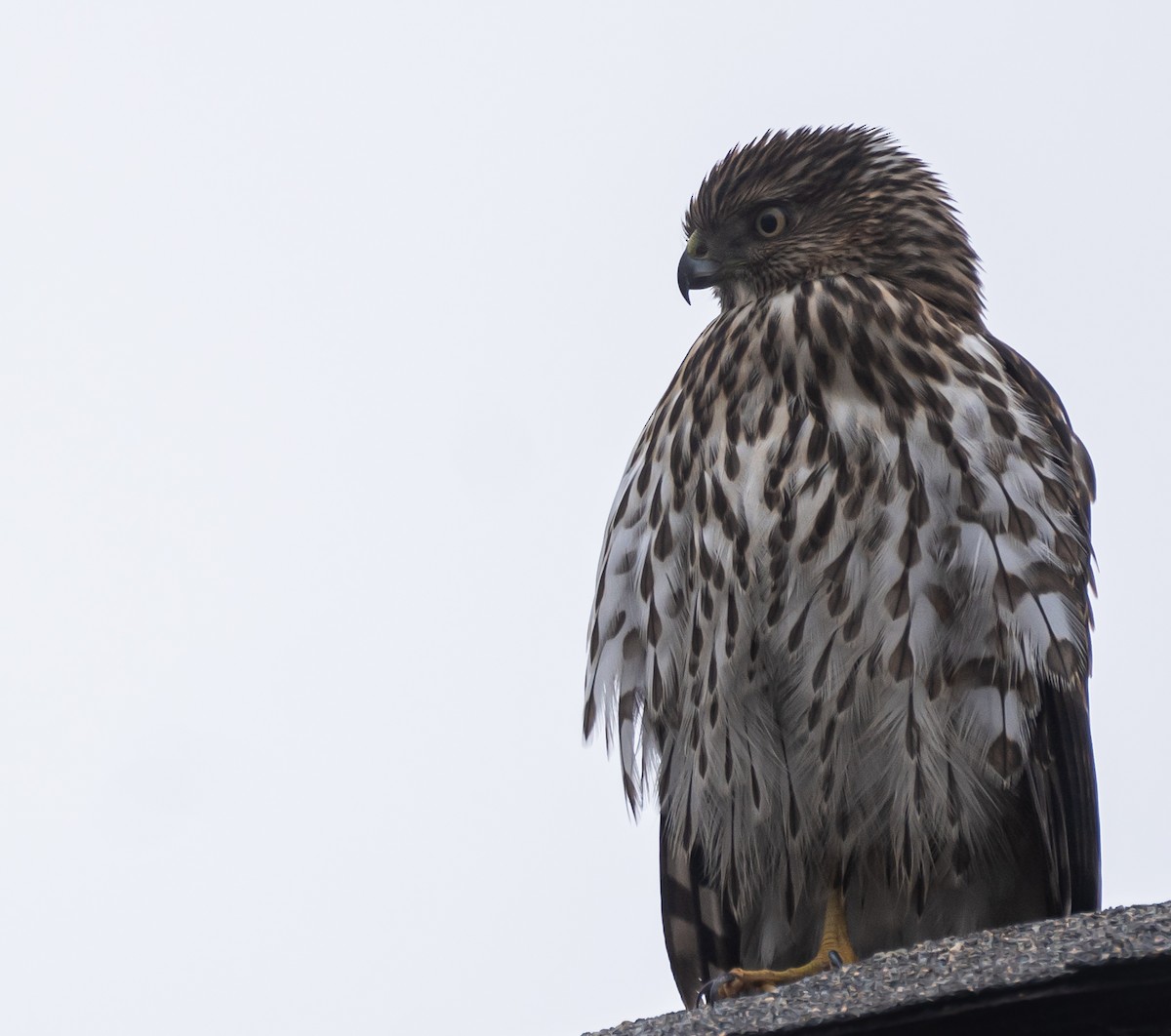 Cooper's Hawk - ML611594365