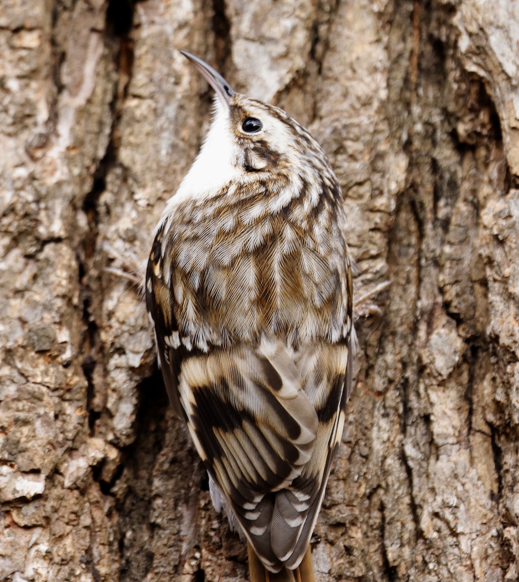 Brown Creeper - ML611594385