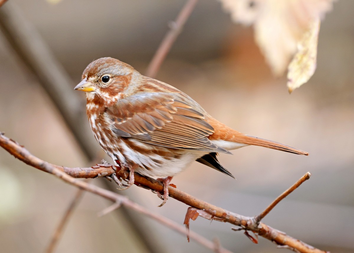 Fox Sparrow (Red) - ML611594466