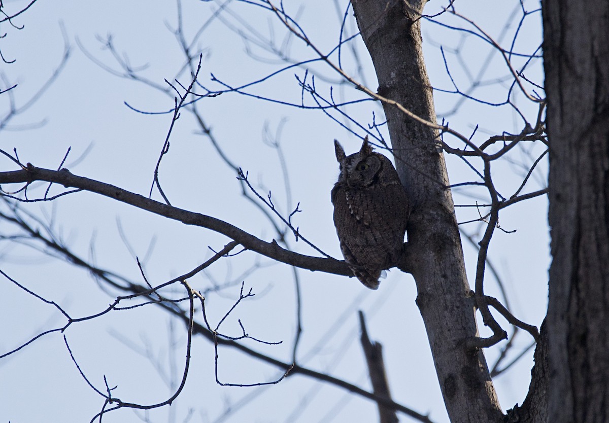 Doğulu Puhucuk - ML611594470