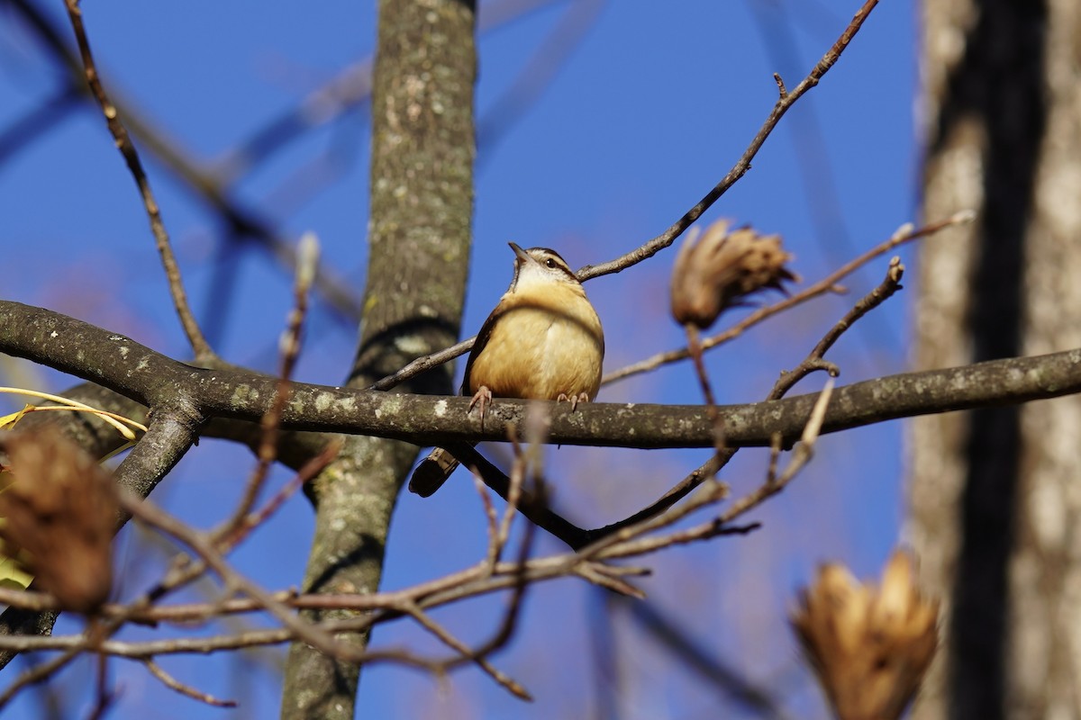 Carolina Wren - ML611594477