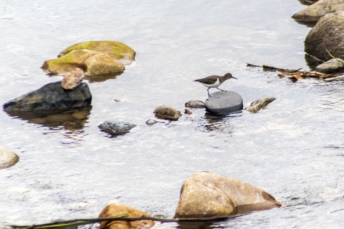 Spotted Sandpiper - ML611594527