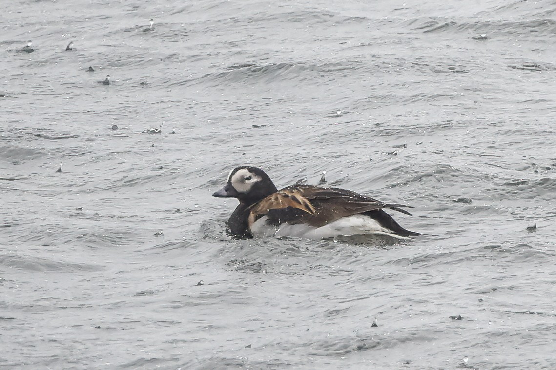 Long-tailed Duck - ML611594553