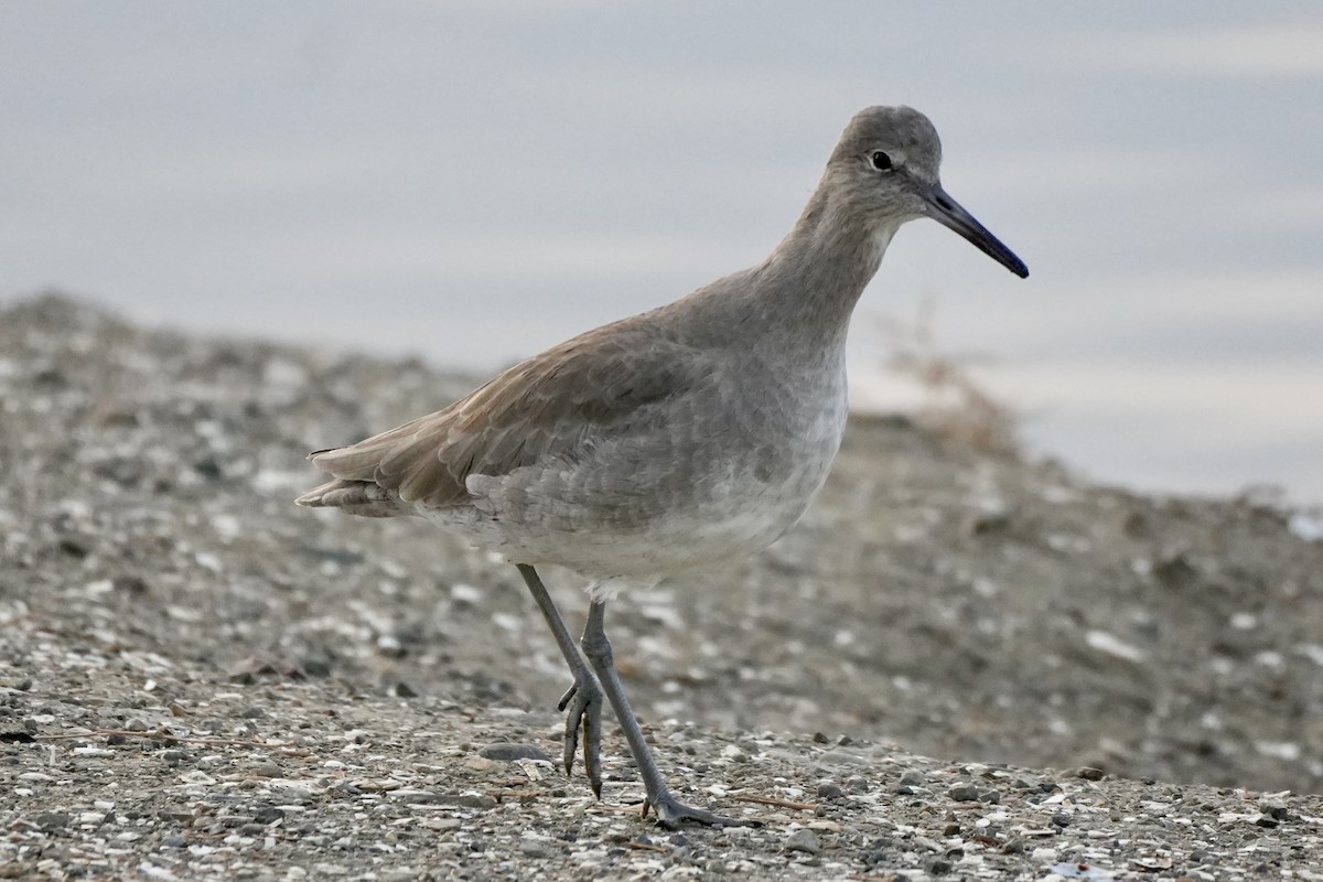 willetsnipe (inornata) - ML611594790