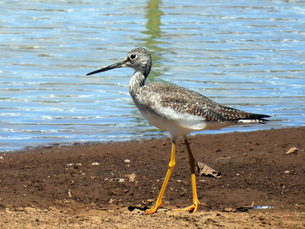 Greater Yellowlegs - ML611594845