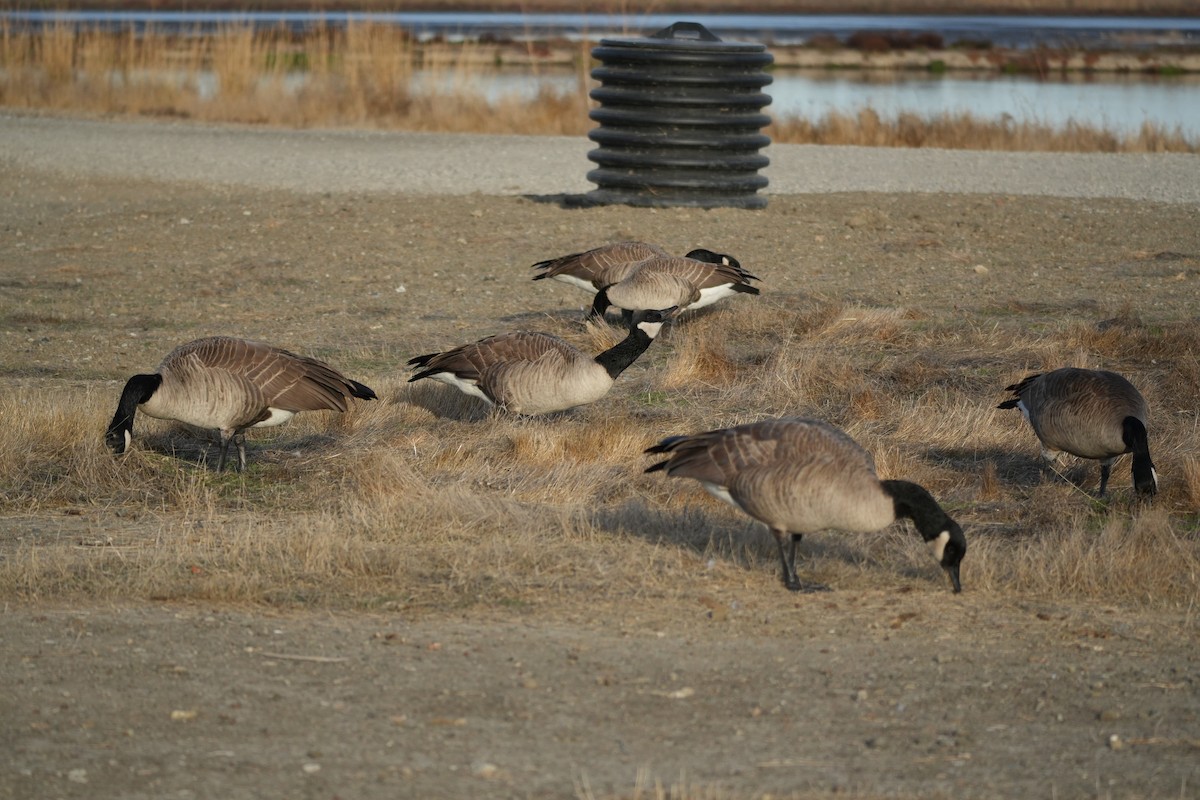 Canada Goose - ML611595018