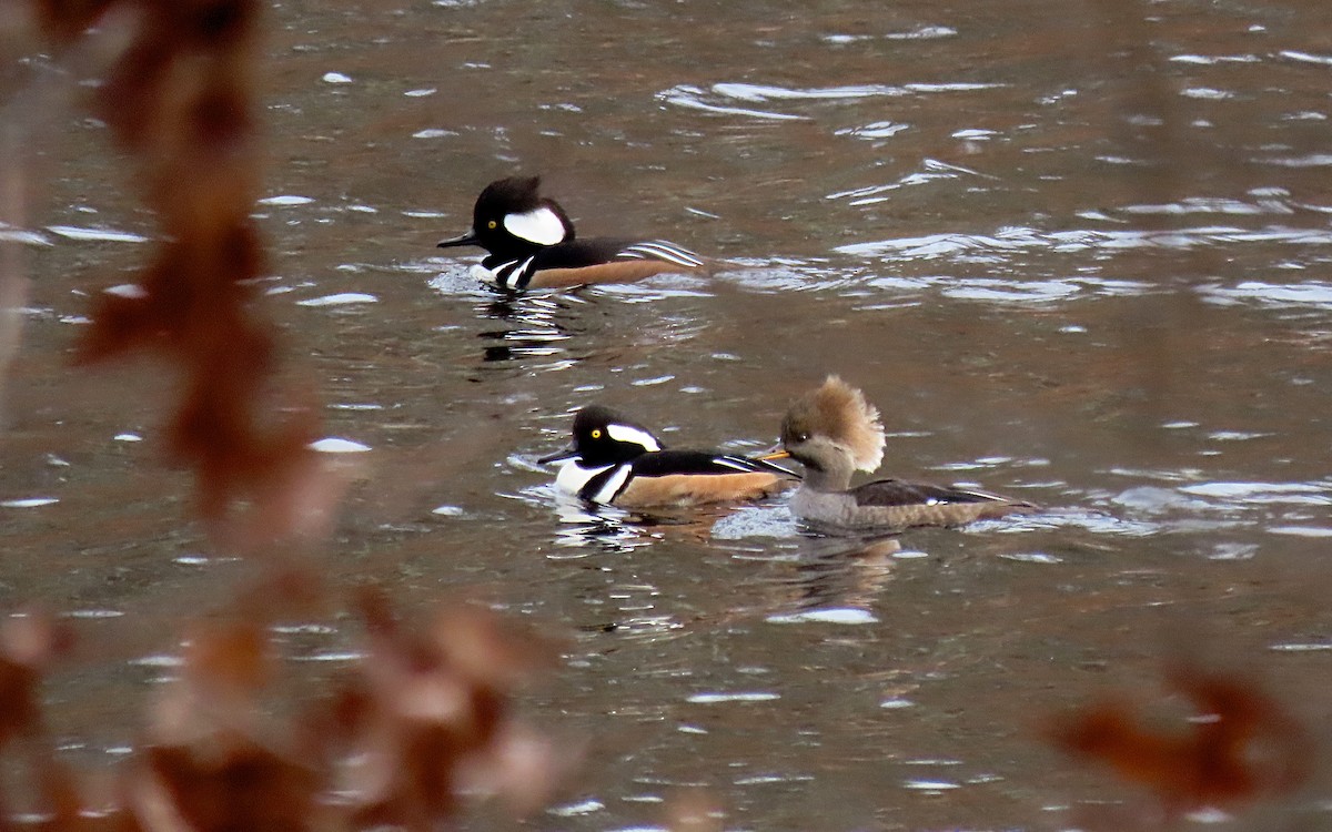 Hooded Merganser - Jim O'Neill