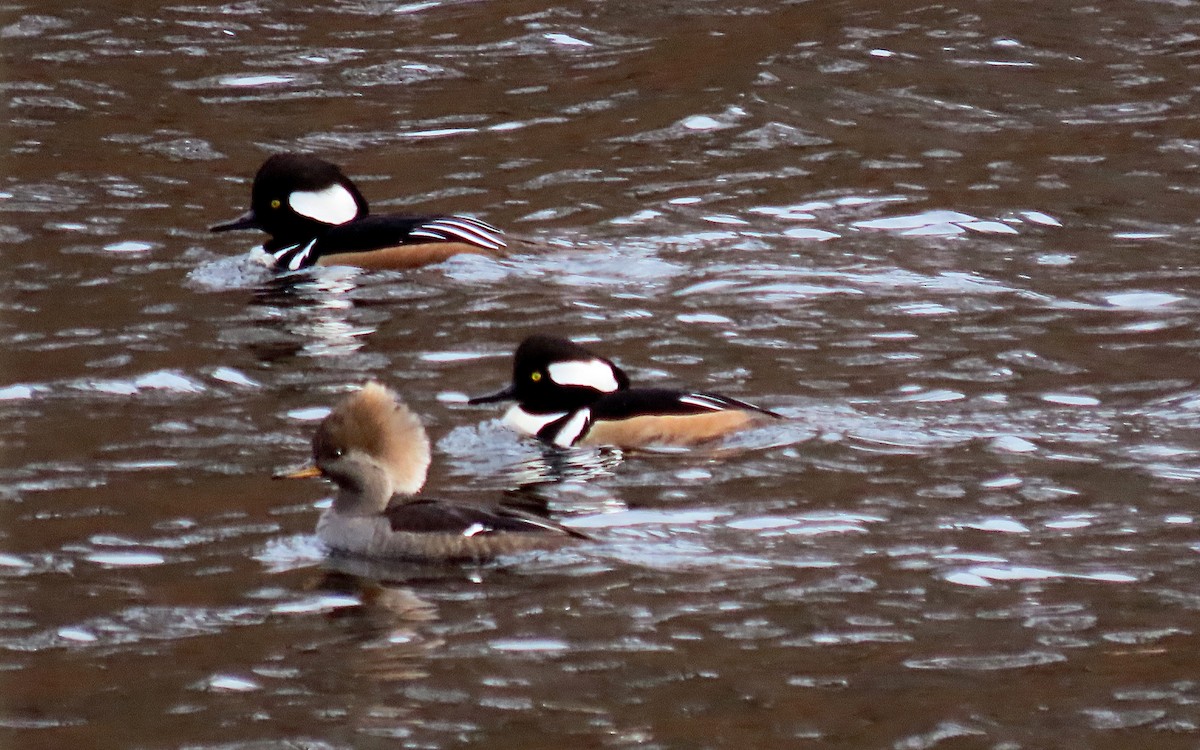 Hooded Merganser - Jim O'Neill