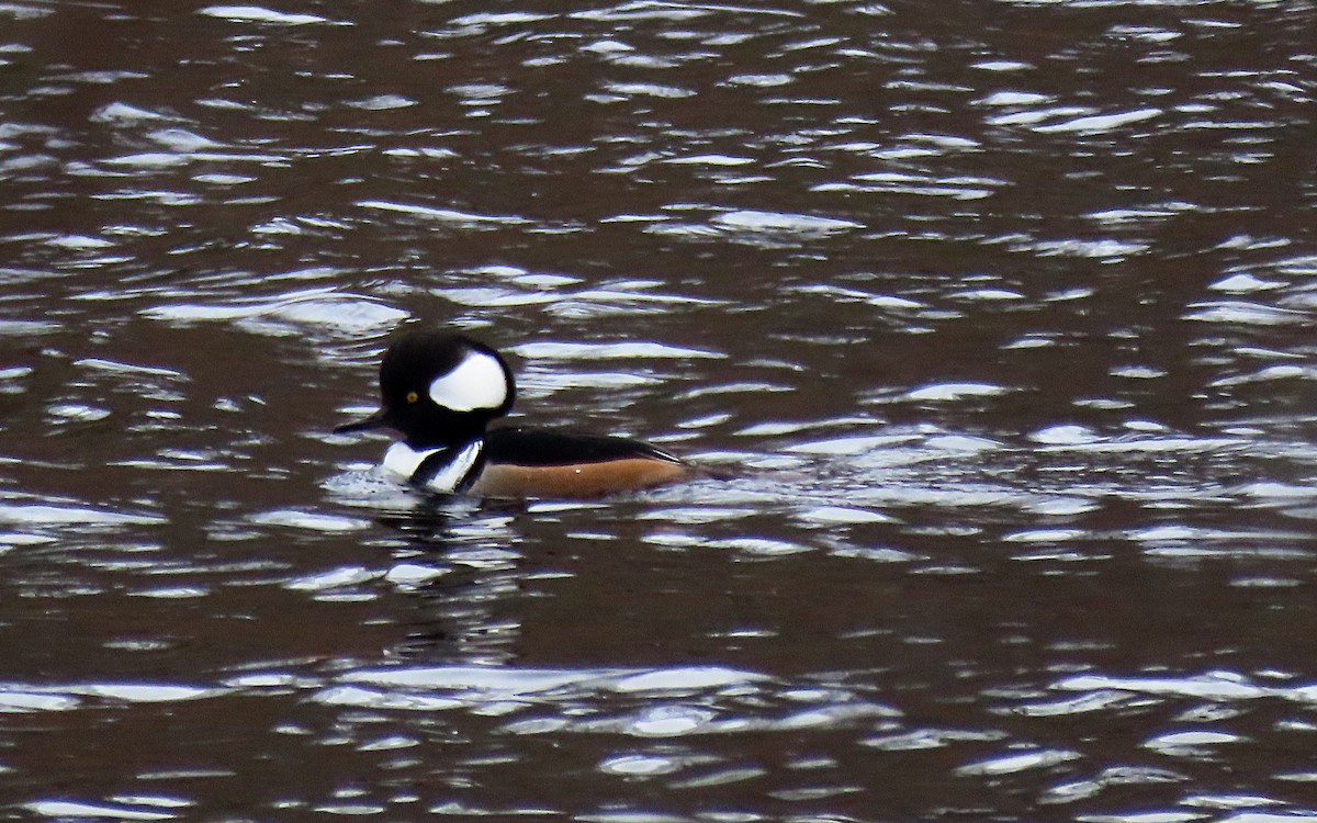 Hooded Merganser - ML611595030