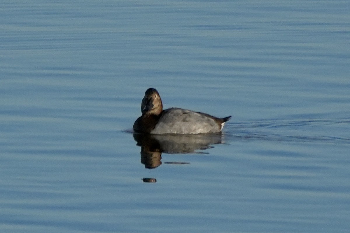 Canvasback - Ryan Ludman