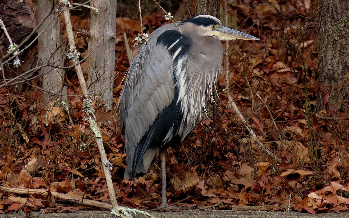 Great Blue Heron - Jim O'Neill